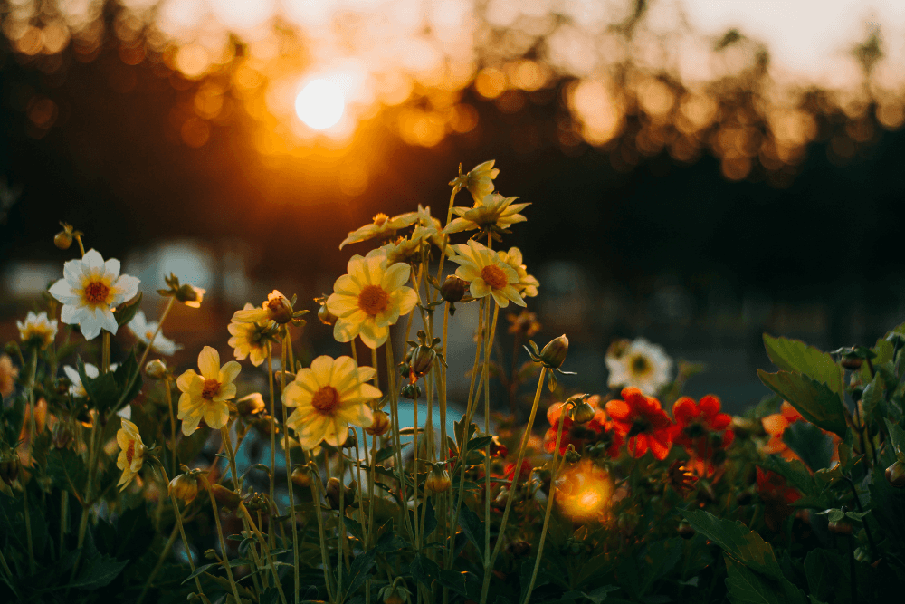 flowers